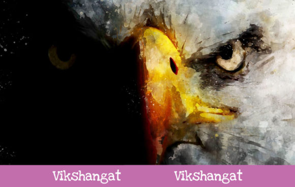 Bald Eagle Face Watercolor Art and Illustrations