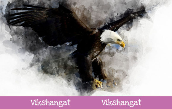 Bald Eagle Fly Watercolor Art and Illustrations