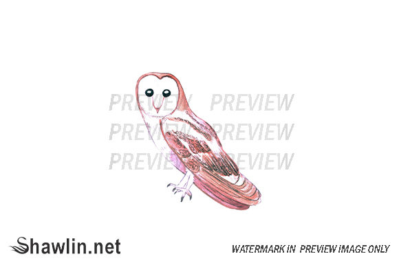 Barn Owl Bird Watercolor Illustrations