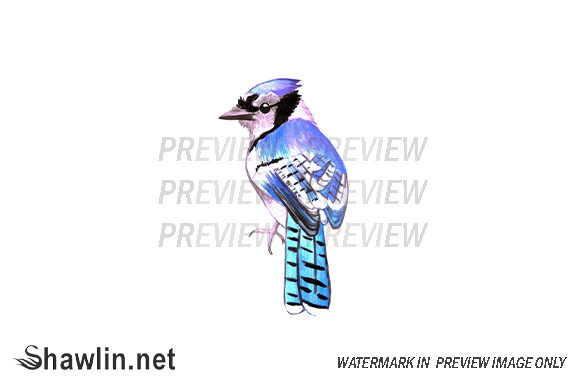 Blue Jay Watercolor Bird Illustrations