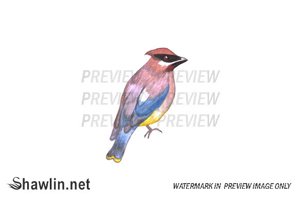 Cedar Waxwing Bird Watercolor Illustrations