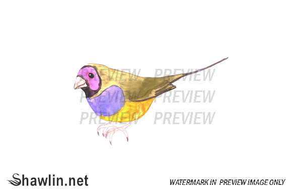 Finch Watercolor Bird Illustrations