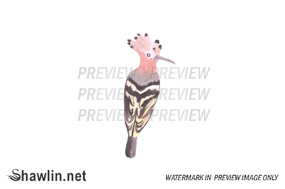 Hoopoe Watercolor Bird Illustrations