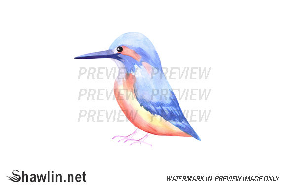 Kingfisher Bird Watercolor Illustrations