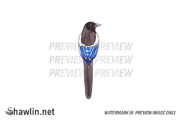 Magpie Bird Watercolor Illustrations