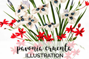 Pavonia Cruenta Watercolor Flowers Illustrations