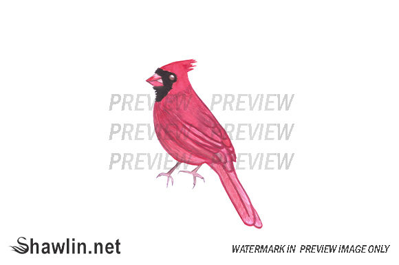 Red Cardinal Bird Watercolor & Illustrations