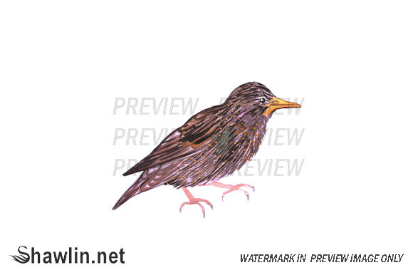 Starling Watercolor Bird Illustrations