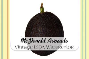 Vintage McDonald Avocado Watercolor Illustrations