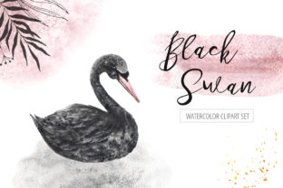 Watercolor Black Swan Set and Illustrations