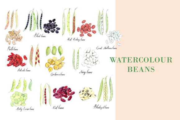 Watercolour Beans Illustration
